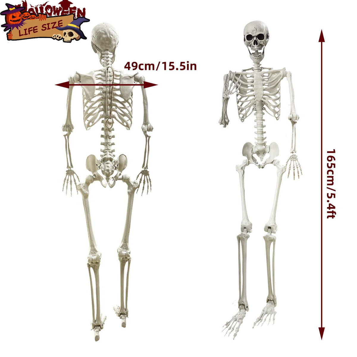 5.4Ft Life Size Human Skeleton with Movable Joints W4960