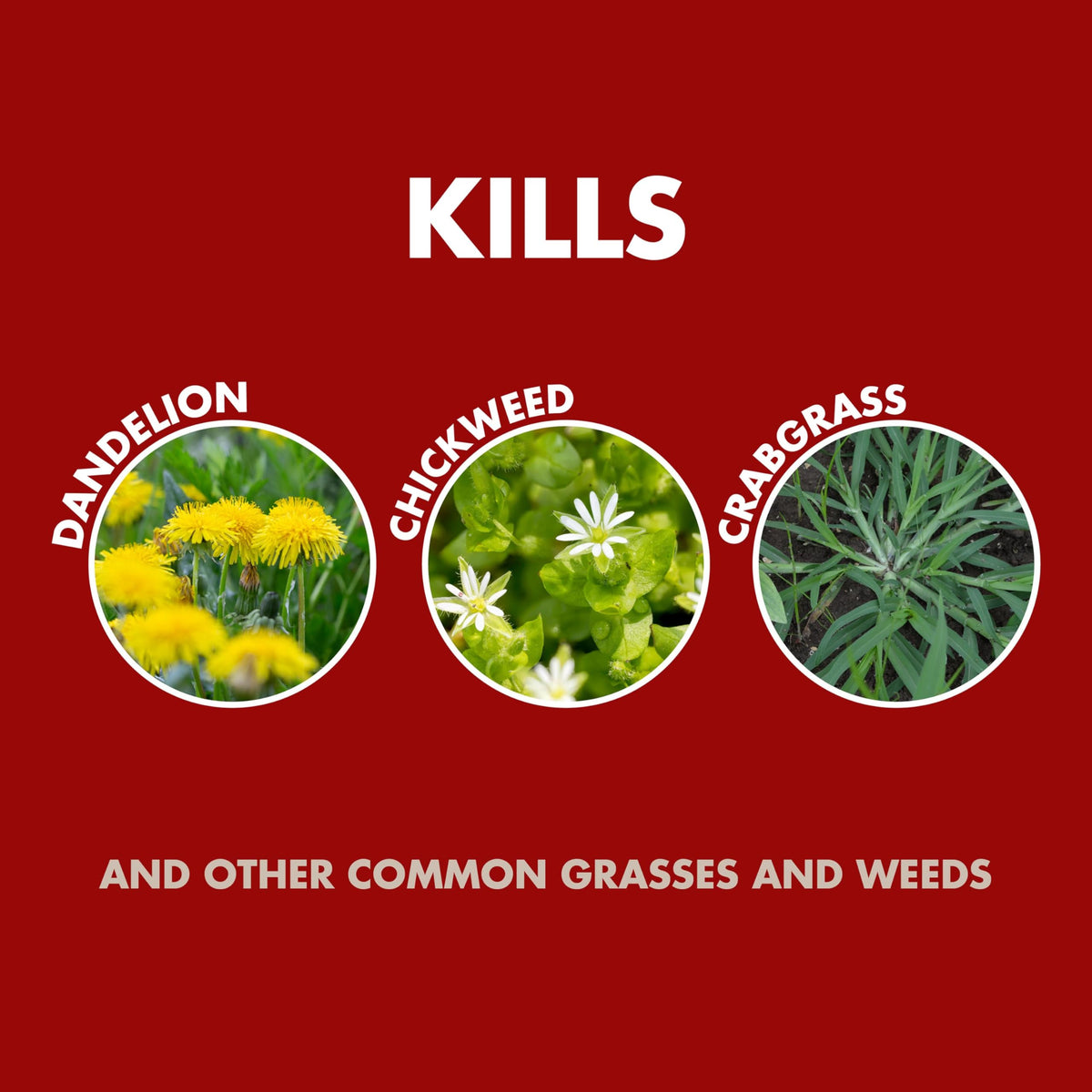 Weed and Grass Killer Concentrate 32 Oz W57841